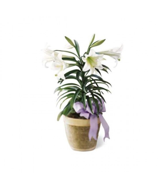 The Easter Lily Plant The Easter Lily Plant